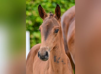 BWP (cheval de sang belge), Jument, Poulain (06/2024), Bai cerise