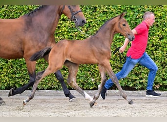 BWP (cheval de sang belge), Jument, Poulain (05/2024), Bai cerise