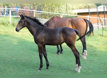 BWP (cheval de sang belge), Jument, Poulain (05/2024), Bai