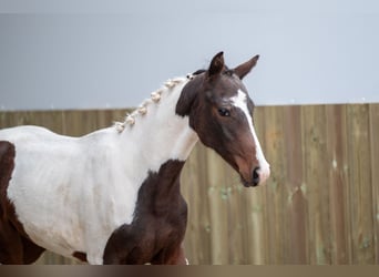 BWP (cheval de sang belge), Jument, Poulain (04/2024), Pinto