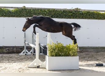 BWP (cheval de sang belge), Étalon, 1 Année, 145 cm, Bai brun