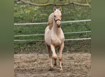 BWP (cheval de sang belge), Étalon, 2 Ans, 147 cm, Palomino