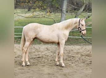 BWP (cheval de sang belge), Étalon, 2 Ans, 147 cm, Palomino