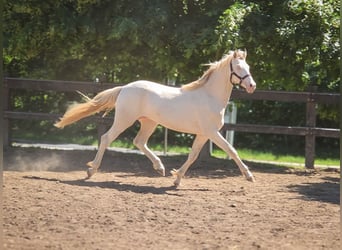 BWP (cheval de sang belge), Étalon, 2 Ans, 151 cm, Perlino