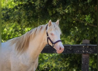 BWP (cheval de sang belge), Étalon, 2 Ans, 151 cm, Perlino