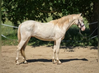 BWP (cheval de sang belge), Étalon, 2 Ans, 151 cm, Perlino