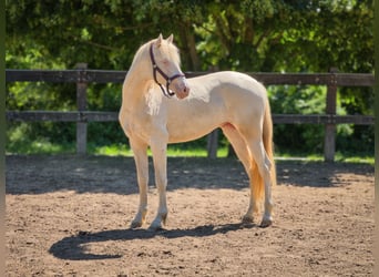 BWP (cheval de sang belge), Étalon, 2 Ans, 151 cm, Perlino