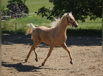 BWP (cheval de sang belge), Étalon, 2 Ans, 152 cm, Palomino