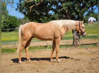 BWP (cheval de sang belge), Étalon, 2 Ans, 152 cm, Palomino