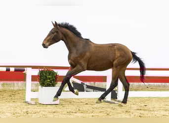 BWP (cheval de sang belge), Étalon, 2 Ans, 153 cm