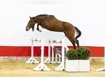 BWP (cheval de sang belge), Étalon, 2 Ans, 153 cm