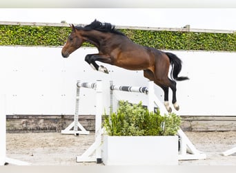 BWP (cheval de sang belge), Étalon, 2 Ans, 160 cm, Bai