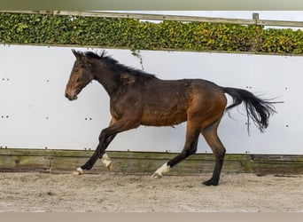 BWP (cheval de sang belge), Étalon, 2 Ans, 161 cm, Bai