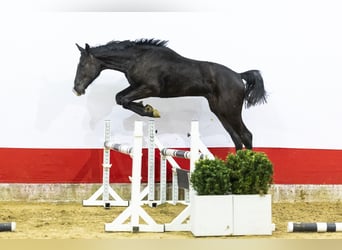 BWP (cheval de sang belge), Étalon, 2 Ans, 163 cm