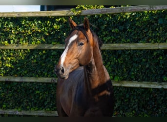 BWP (cheval de sang belge), Étalon, 2 Ans, 170 cm, Bai