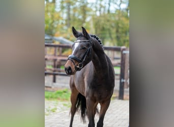 BWP (cheval de sang belge), Étalon, 3 Ans, 146 cm, Bai