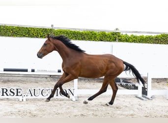 BWP (cheval de sang belge), Étalon, 3 Ans, 155 cm, Bai