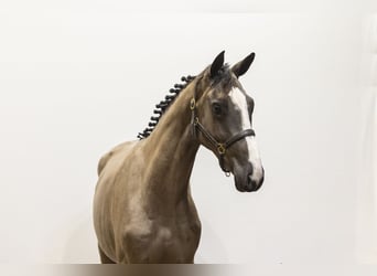 BWP (cheval de sang belge), Étalon, 3 Ans, 162 cm