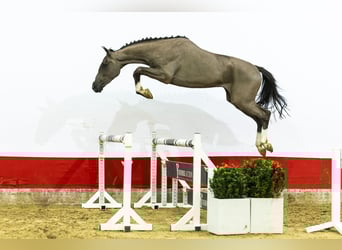 BWP (cheval de sang belge), Étalon, 3 Ans, 162 cm