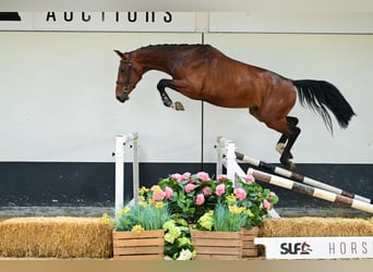 BWP (cheval de sang belge), Étalon, 3 Ans, 164 cm, Bai