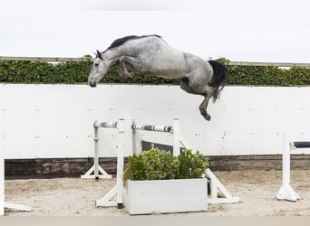 BWP (cheval de sang belge), Étalon, 3 Ans, 164 cm