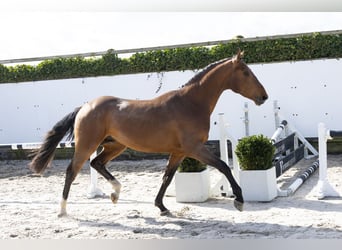 BWP (cheval de sang belge), Étalon, 3 Ans, 166 cm, Bai