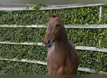BWP (cheval de sang belge), Étalon, 3 Ans, 166 cm, Bai