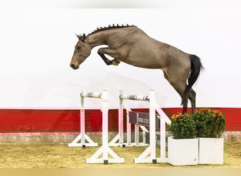 BWP (cheval de sang belge), Étalon, 3 Ans, 166 cm
