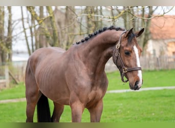 BWP (cheval de sang belge), Étalon, 3 Ans, 168 cm
