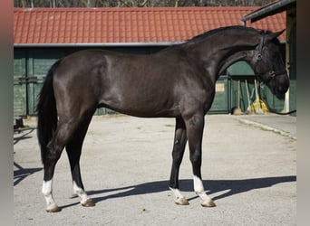 BWP (cheval de sang belge), Étalon, 3 Ans, 168 cm, Noir
