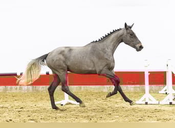 BWP (cheval de sang belge), Étalon, 3 Ans, 169 cm