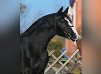 BWP (cheval de sang belge), Étalon, 3 Ans, 169 cm, Noir