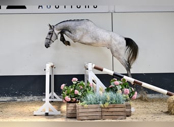 BWP (cheval de sang belge), Étalon, 3 Ans, 170 cm