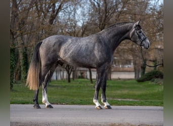 BWP (cheval de sang belge), Étalon, 3 Ans, 173 cm