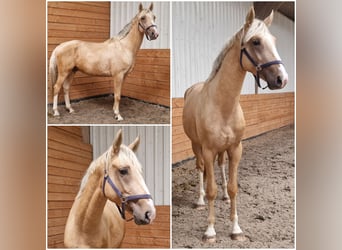 BWP (cheval de sang belge), Étalon, 3 Ans, Palomino