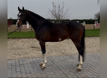 BWP (cheval de sang belge), Étalon, 4 Ans, 163 cm, Bai brun