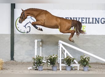 BWP (cheval de sang belge), Étalon, 4 Ans, 166 cm