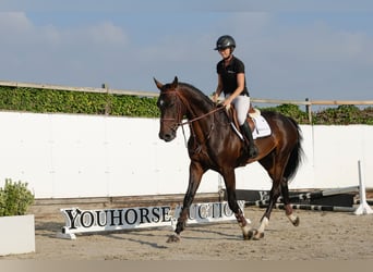 BWP (cheval de sang belge), Étalon, 4 Ans, 170 cm, Bai brun