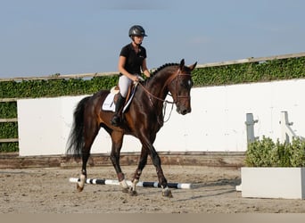 BWP (cheval de sang belge), Étalon, 4 Ans, 170 cm, Bai brun