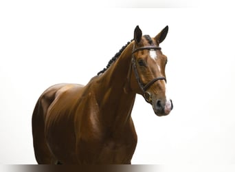 BWP (cheval de sang belge), Étalon, 4 Ans, 171 cm, Bai