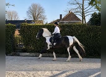 BWP (cheval de sang belge), Étalon, 4 Ans, Pinto