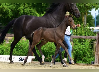 BWP (cheval de sang belge), Étalon, Poulain (04/2026), Bai brun