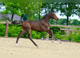 BWP (cheval de sang belge), Étalon, Poulain (04/2026), Bai brun