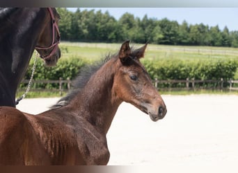 BWP (cheval de sang belge), Étalon, , Bai