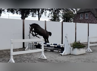 BWP (cheval de sang belge), Étalon, Poulain (04/2026), Bai cerise