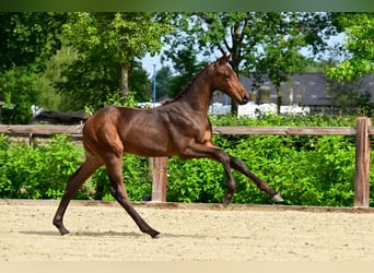 BWP (cheval de sang belge), Étalon, Poulain (03/2026), Bai
