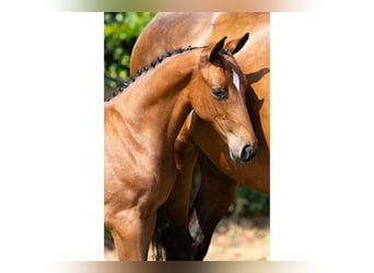 BWP (cheval de sang belge), Étalon, Poulain (05/2026), Bai
