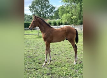 BWP (cheval de sang belge), Étalon, Poulain (01/2026), Bai