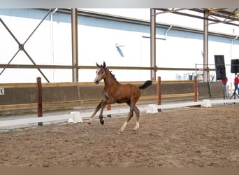 BWP (cheval de sang belge), Étalon, Poulain (04/2026)