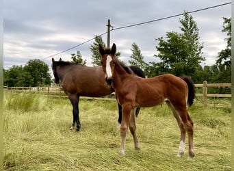 BWP (cheval de sang belge), Étalon, Poulain (04/2026)